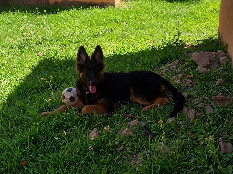 German Shepherd 3