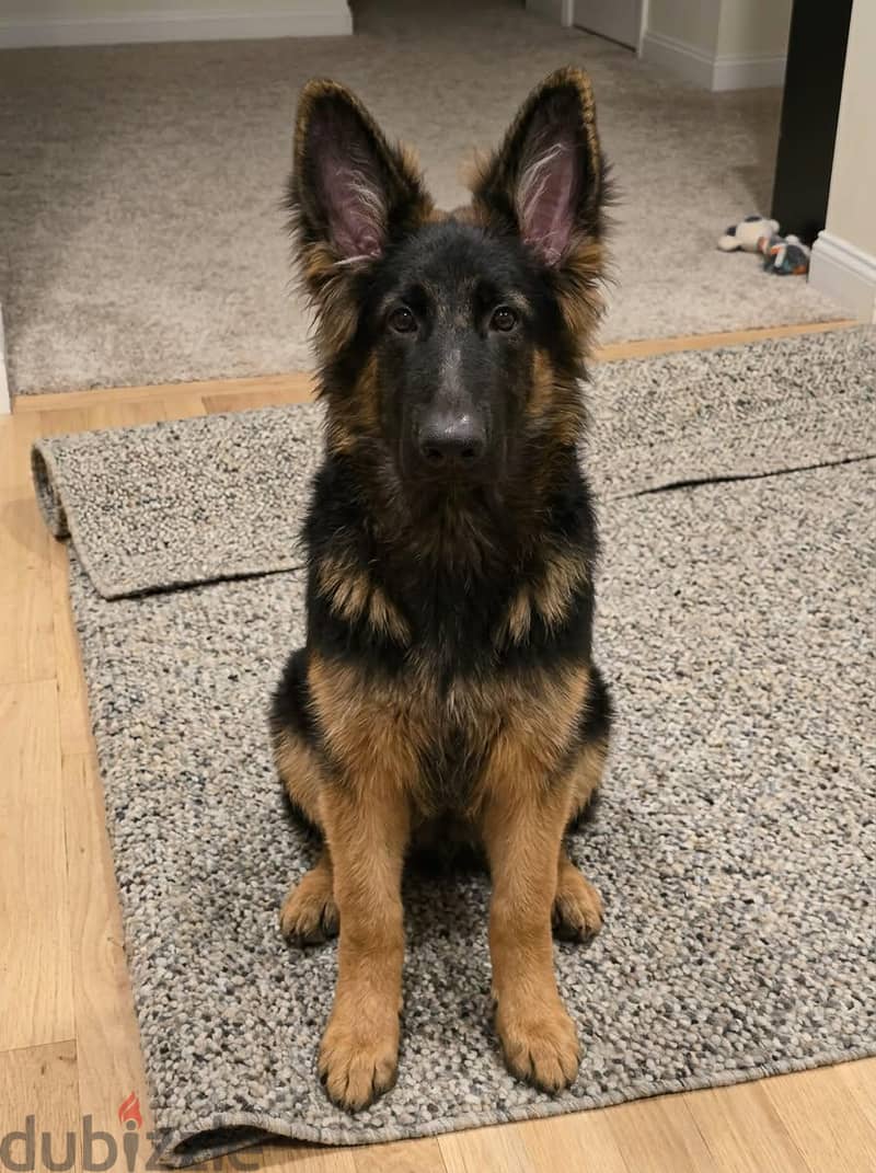 German Shepherd 4