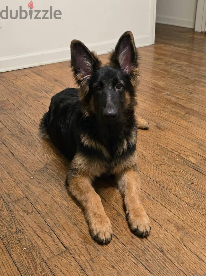German Shepherd 5