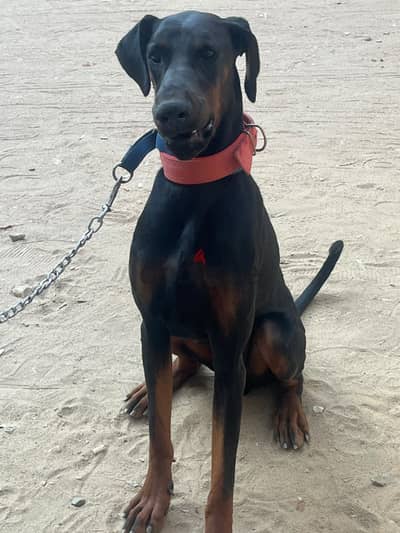 Pure line Dobermann