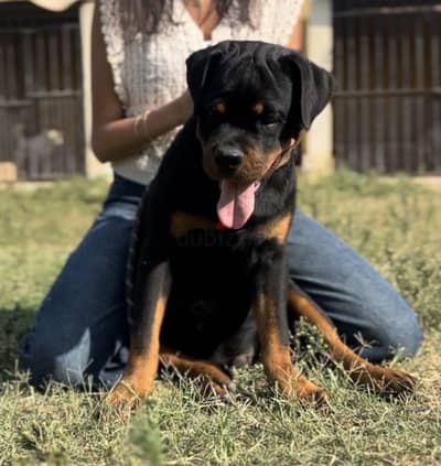 Rottweiler puppy for sale with FCI Pedigree