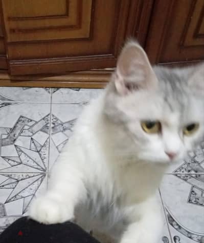 قطط للبيع