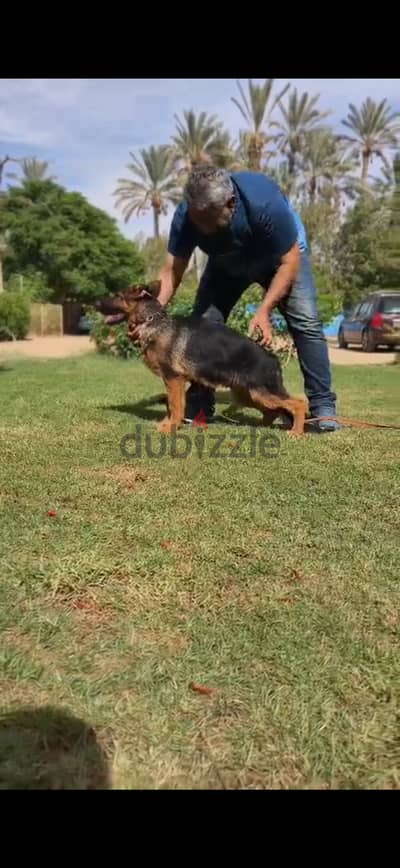 Certified Pedigree, German Shepherd, puppy dog