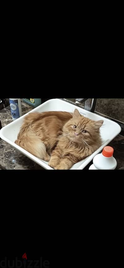 قط و قطه شيرازي للتبني