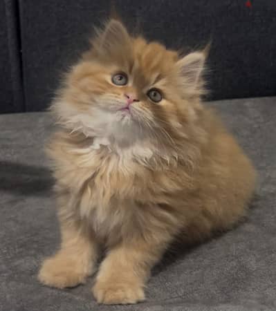 هاڤ بيكي 50 يوم جاهز لبيته الجديد
