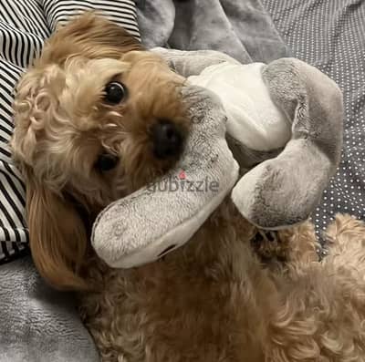 Poodle mix for sale