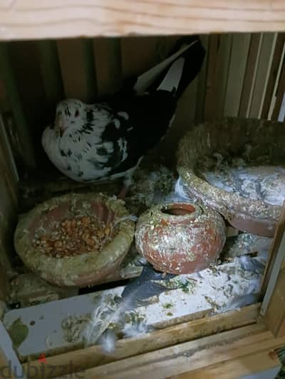 مجموعه حمام وعشش