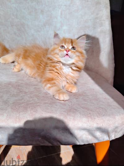 Persian