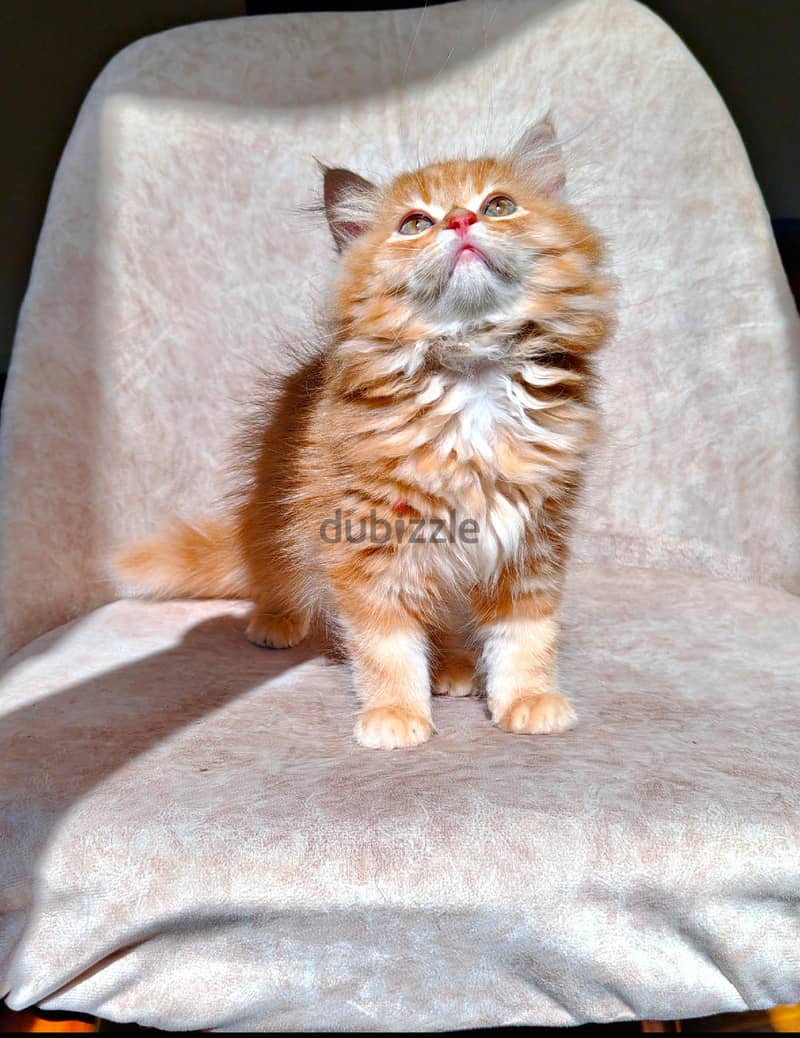 Persian 1