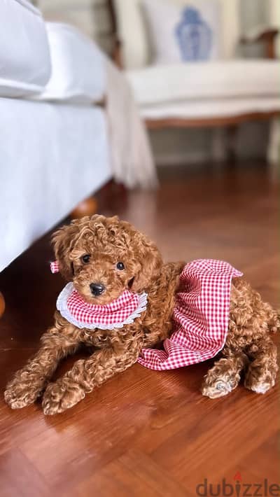 Toypoodle  pure from uae