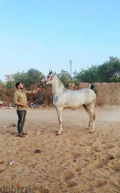 حصان ٣ سنين ونص آخر مقاس وجمال وبيلعب