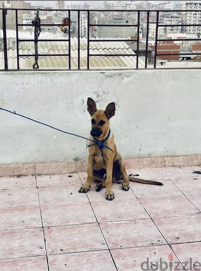 Mix malino ميكس مالينو