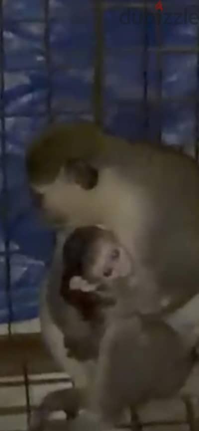 نسناسه مع المولد