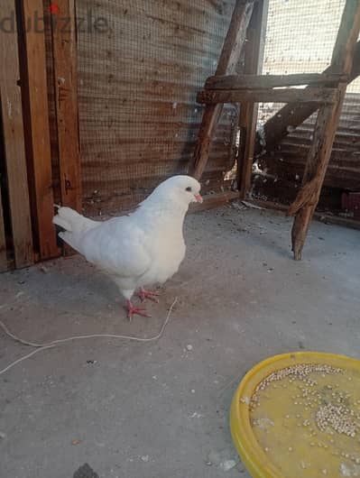 حمام كينج