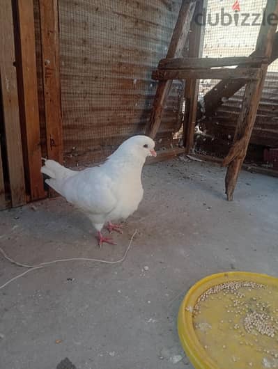 حمام بدون فصال كينج