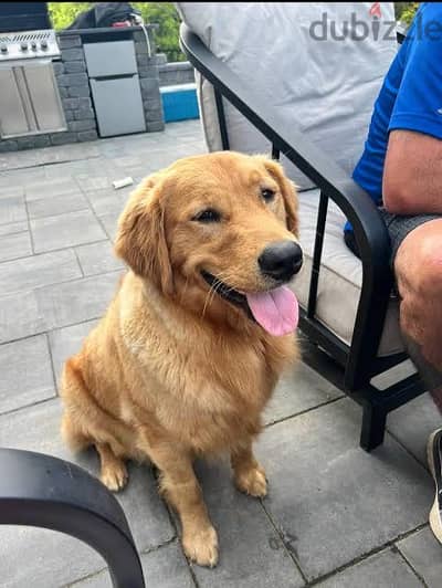 2 golden males for sale