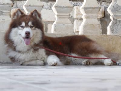 Best Siberian husky puppies