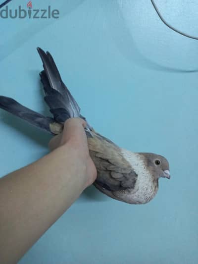 ازرق قطيفه
