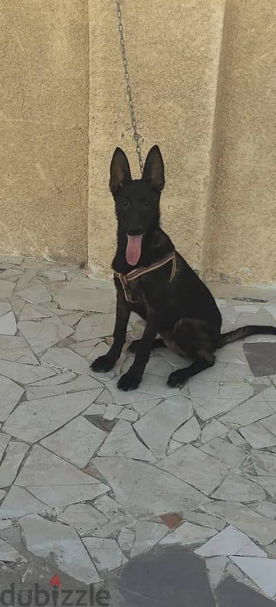 نتايه مالينوا