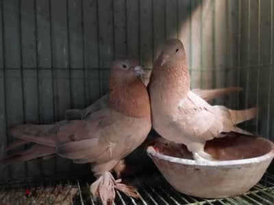 حمام زينه
