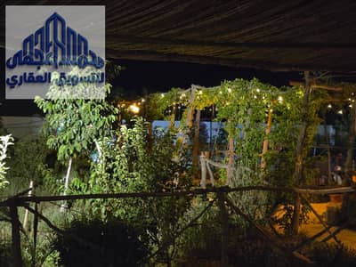 Olive farm 11.5 acres suitable for commercial, industrial, and investment in Wadi Al-Natrun