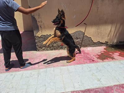 اقوى مستوى نتاية فى مصر كلها الصورة وهى ٤ شهور
