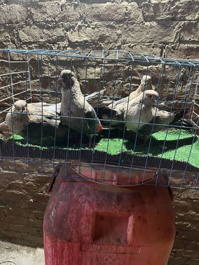 حمام ازرق اطيفه