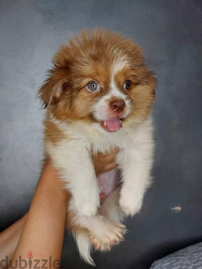puppy boy