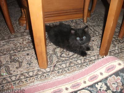 Siberian cat