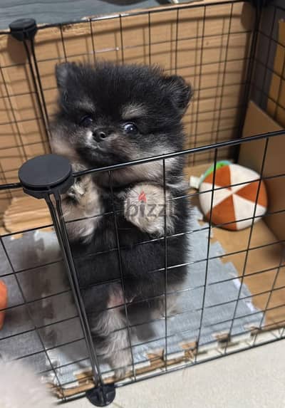 Pomeranian Puppie بومرينيان  Good health