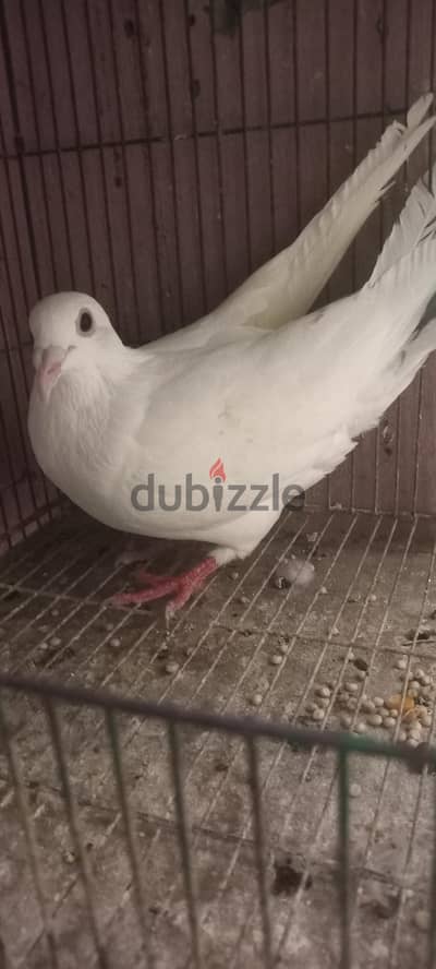 نتيايه راميه
