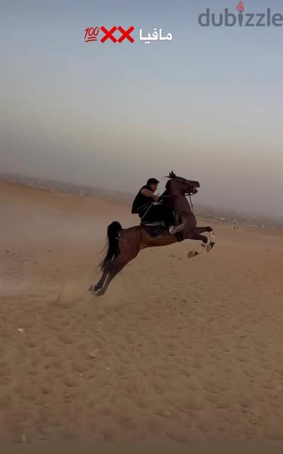 حصان  عربى اصيل تكبيش و طيران و رقص