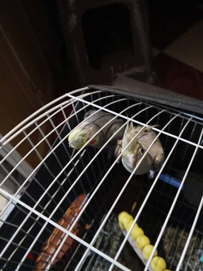 طيور كوكتيل للبيع او البدل