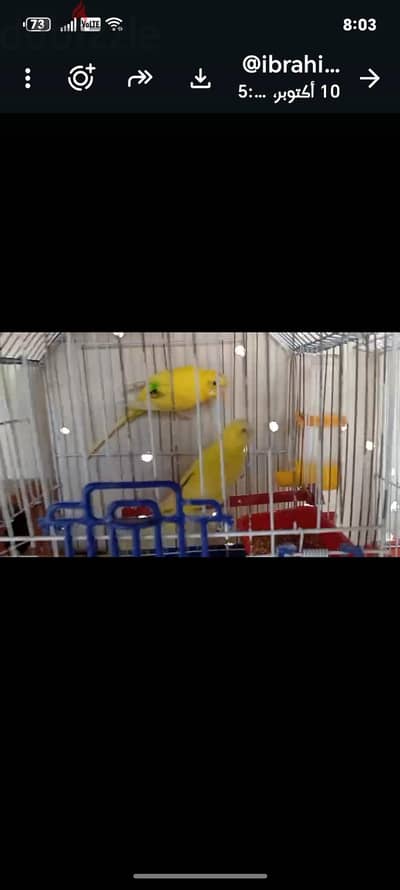 جوز استرالي  جاب زغاليل وفي صوره للزغاليل