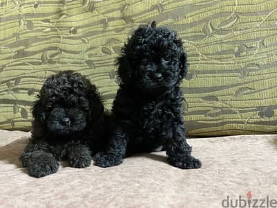 Toy poodle