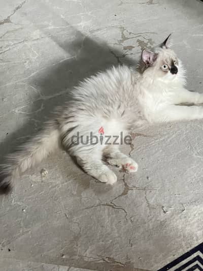  قطة مميزة بعيون زرقاء ساحرة للبيع ‍