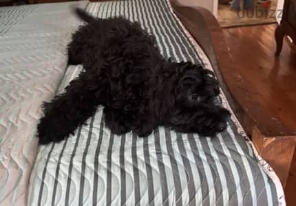 Cockapoo for sale