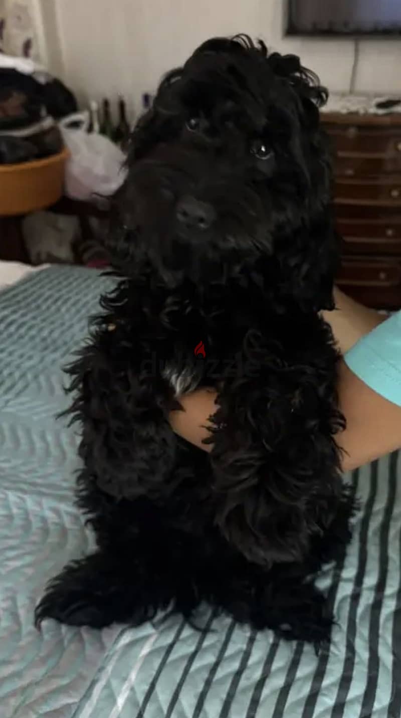 Cockapoo for sale 1