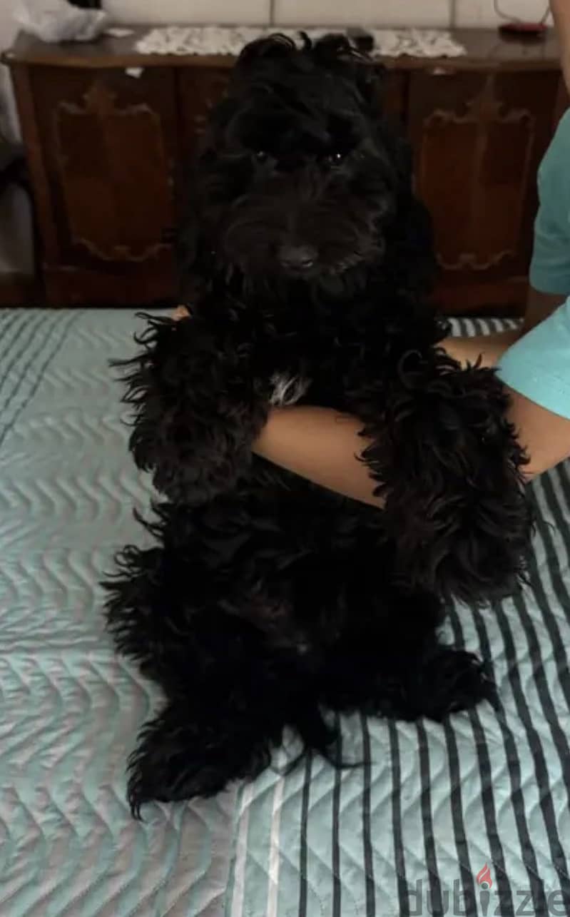 Cockapoo for sale 3