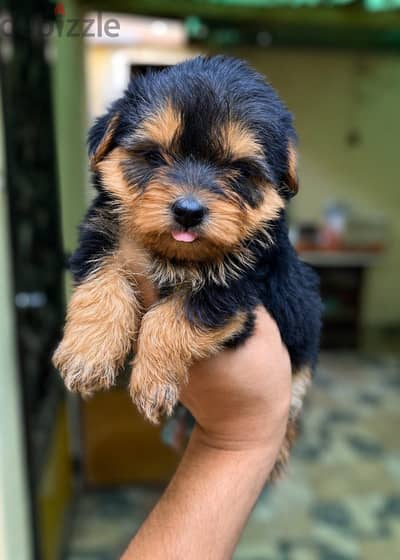 Yorkshire Terrier