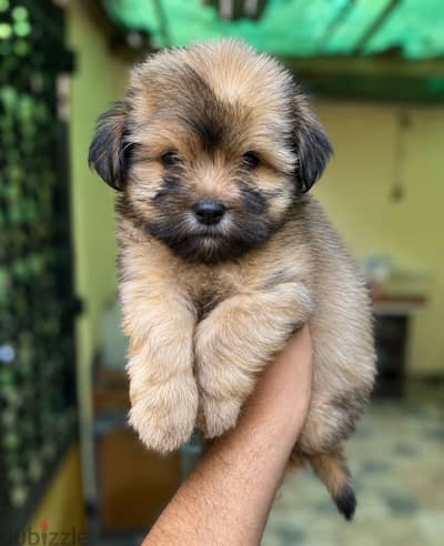Havanese هافنيز