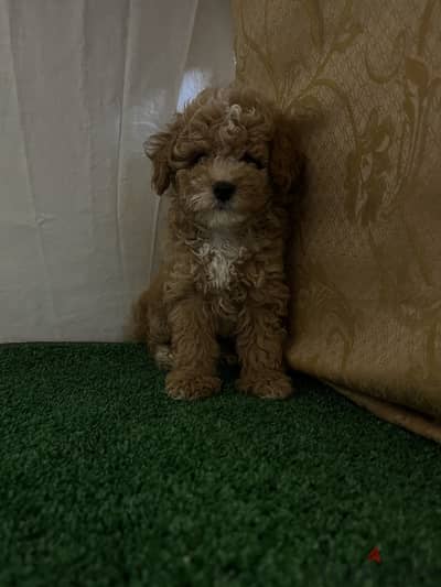 Toy poodle