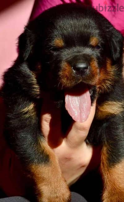 متاح جراوى روت وايلر Rottweiler