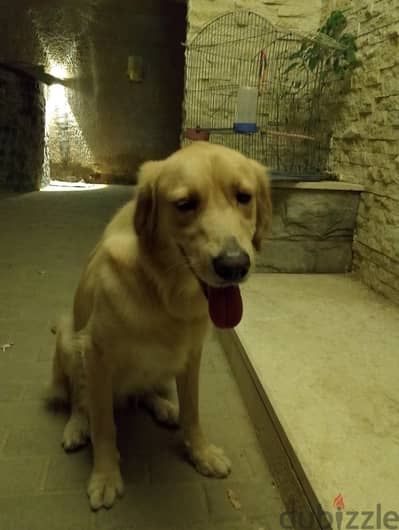 Golden retriever