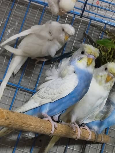 استرالي فلل البينو، اسبانجل و كريمينو