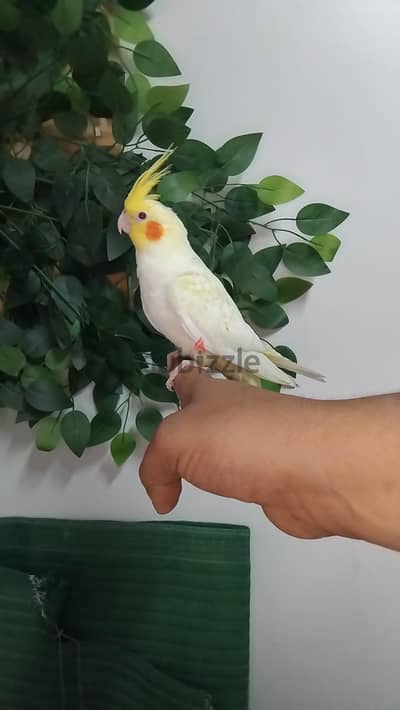 كوكتيل لاتينى أليف ومدرب