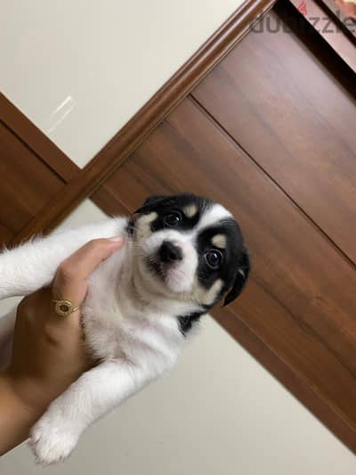 مصطفي