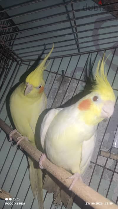 كوكتيل لاتيني ( شغاااال ) محديش يقولي دول شباب ولا زغاليل