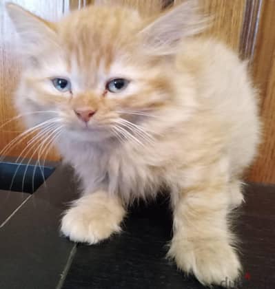 Persian Kittens