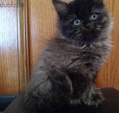Persian Kittens